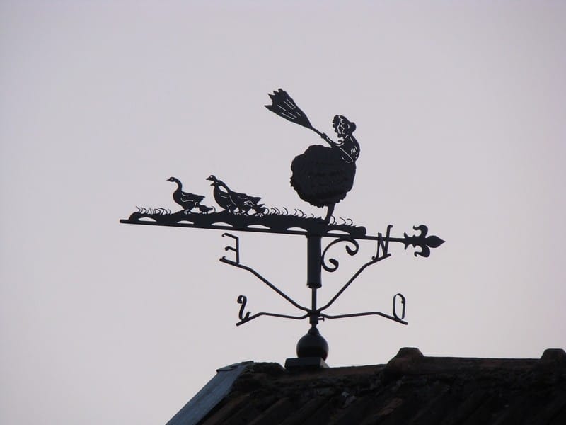 Les oies restent sous l'oeil attentif de leur gardienne