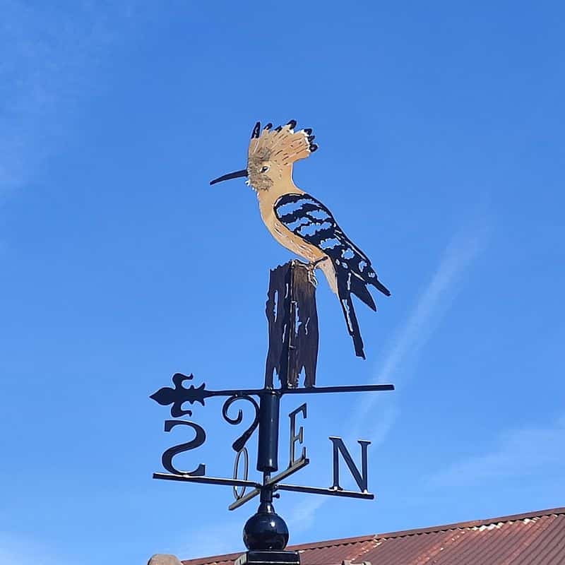 Cette magnifique huppe fasciée orne les arbres du Jura... et désormais ses toîts !
